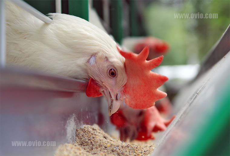 سنسور دما و رطوبت برای مرغداری ها